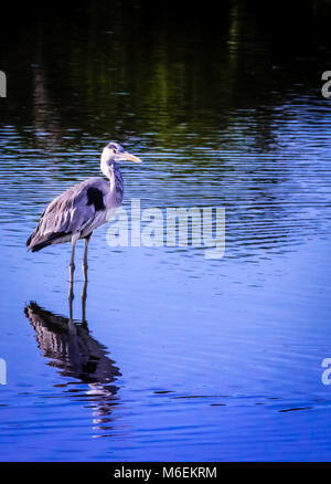 Krane fliegt über den Teich Hithadhu, Malediven Stockfoto