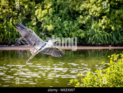 Krane fliegt über den Teich Hithadhu, Malediven Stockfoto