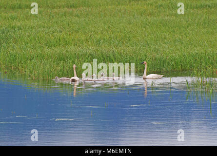 Trumpeter Schwäne und Babys in einem Sumpf in den Copper River Delta Stockfoto