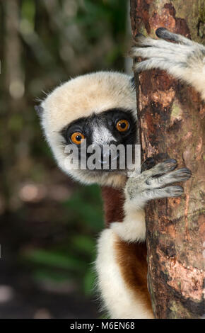 Weißer Sifaka (Propithecus verreauxi), Familie Indriidae, Ankanin Ny Nofy, Madagaskar Stockfoto