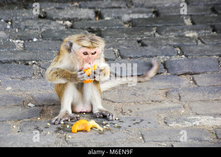 Toque macaque (Macaca sinica) gierig Essen eine Orange auf dem Bürgersteig vor Dambulla Cave Tempel in Sri Lanka Stockfoto