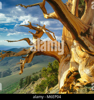 Bristlecone Pinie, Pinus longaeva, weiße Berge, Inyo National Forest, östlichen Sierra, Sierra Nevada, Kalifornien Stockfoto