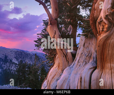 Sonnenuntergang, Bristlecone Pinie, Pinus longaeva, weiße Berge, Inyo National Forest, östlichen Sierra, Kalifornien
