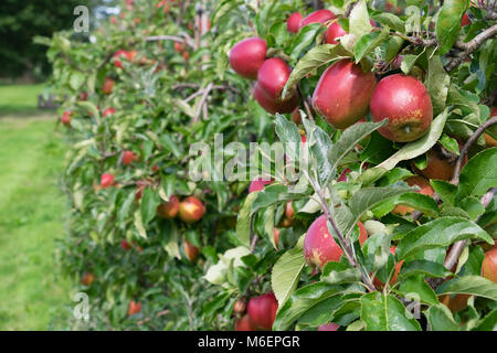 Nahaufnahme von roten Äpfel auf den Bäumen in einem Obstgarten Stockfoto