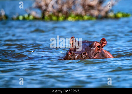 Schließen nilpferde oder Hippopotamus amphibius in Wasser Stockfoto