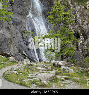 Weißdorn-Baum im Frühling an der Aber fällt Snowdonia Gwynedd in Nordwales Stockfoto