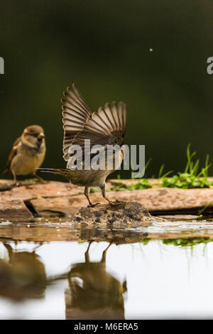 Haussperling (Passer domesticus) kämpfen für Essen Stockfoto