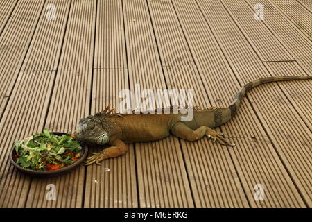 Iguana Salat Stockfoto