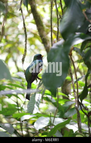 Männliche Orange-bellied Trogon Stockfoto