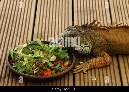 Iguana Salat Stockfoto