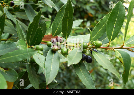 Laurus nobilis Stockfoto