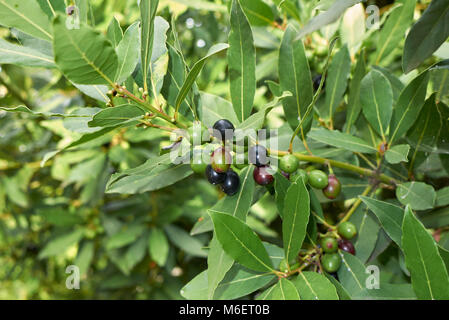 Laurus nobilis Stockfoto