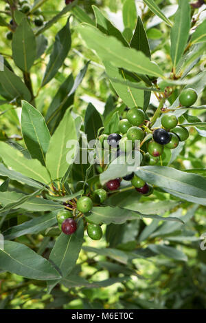 Laurus nobilis Stockfoto