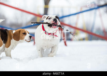 Englische Bulldogge und Beagle Hund spielen mit Stick auf Winter Tag Stockfoto