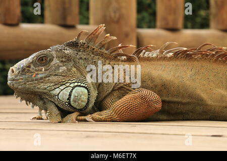 Leguan Stockfoto