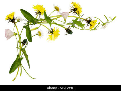 Bindweed, Löwenzahn und Gänseblümchen Blumen und Blätter in der Ecke Anordnung auf weißen isoliert Stockfoto