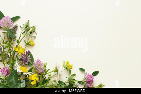 Wilde Blumen Ecke auf weißem Papier Hintergrund. Ansicht von oben, flach. Stockfoto