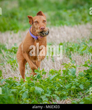 Wirehaired Vizsla Hund läuft in einem Feld mit einer trainingspuppe im Maul Stockfoto