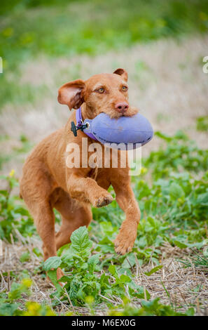 Wirehaired Vizsla Hund läuft in einem Feld mit einer trainingspuppe im Maul Stockfoto