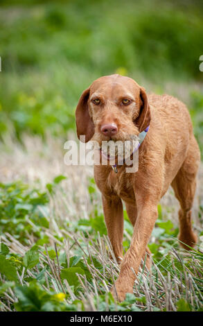 Großbritannien, England - Wirehaired Vizsla Hund in einem Feld mit einer trainingspuppe im Maul Stockfoto