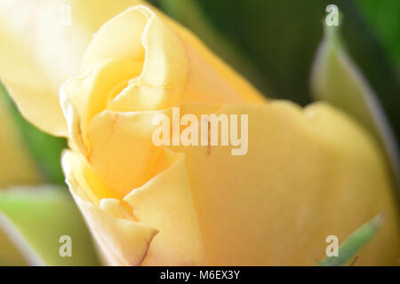 Makroaufnahme einer hellen gelben Rose Stockfoto