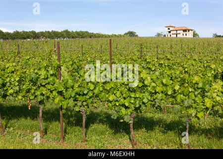 Weinberg an einem Sommernachmittag mit einem Gehöft im Hintergrund Stockfoto