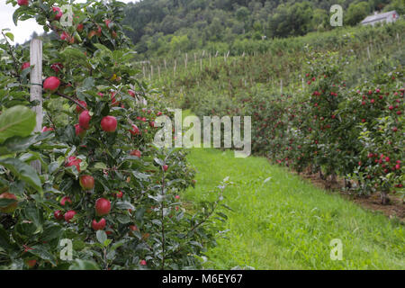 Apple tree Gärten in Lofthus rund um den Hardangerfjord Stockfoto