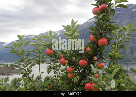 Apple tree Gärten in Lofthus rund um den Hardangerfjord Stockfoto