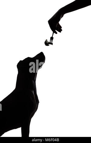 Hund Silhouette auf weißem Hintergrund starrt Essen Stockfoto