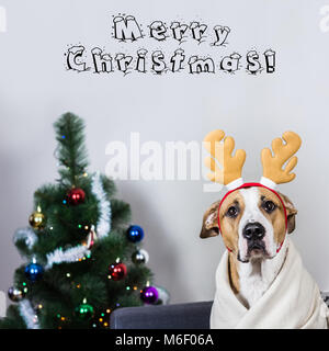 Portrait von Hund in Weihnachten Rentier Stirnband vor Pelz Baum Stockfoto