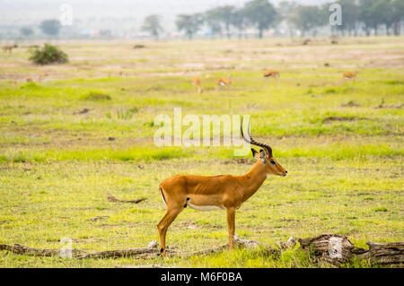 Impala isolieren in der Savanne Ebene von Amboseli Park in Kenia Stockfoto