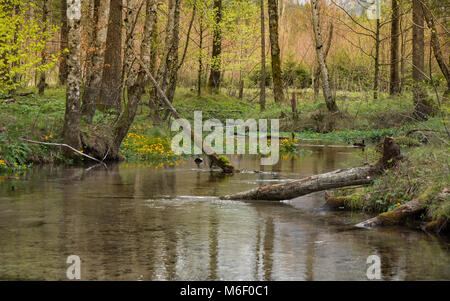 Schöne, bunte Szene mit einen kleinen, kristallklaren Bach fließt durch ein gemäßigtes Wald, während eine Ente schwimmt vorsichtig hinter Stockfoto