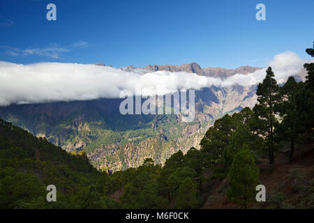 Blick über die Bäume auf die Caldera de Taburiente von La Cumbrecita in La Palma, Spanien. Stockfoto