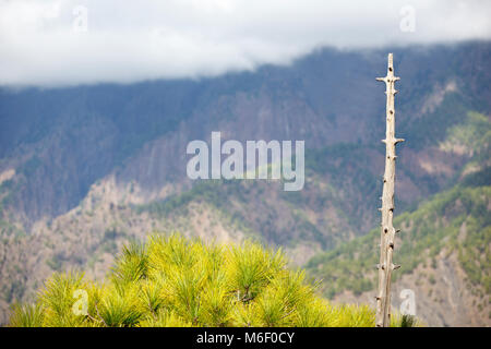 Blick auf Pinien auf die Caldera de Taburiente von La Cumbrecita in La Palma, Spanien. Stockfoto