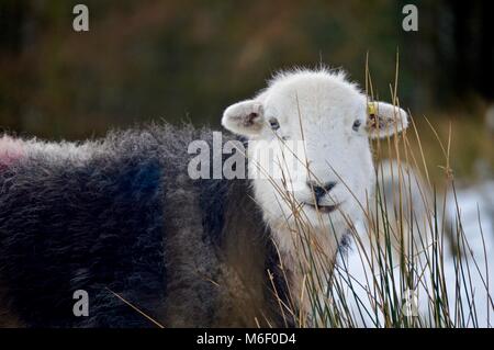 Sherp herdwick Im Schnee Stockfoto