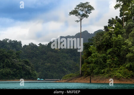 Hohe Dschungel Baum steigende am Ufer des Cheow Lan Lake, während schwimmende Bungalows können Sie in der Ferne gesehen werden. Stockfoto