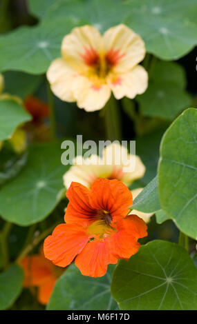 Tropaeolum Majus. Kapuzinerkresse. Stockfoto