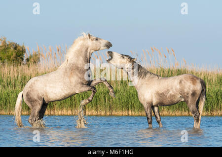 Camargue Pferde Sparring in der Nähe von Saintes Maries de la Mer, Frankreich. Anfang Mai, von Dominique Braud/Dembinsky Foto Assoc Stockfoto