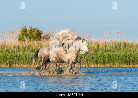 Camargue Pferde Sparring in der Nähe von Saintes Maries de la Mer, Frankreich. Anfang Mai, von Dominique Braud/Dembinsky Foto Assoc Stockfoto