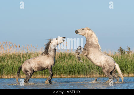 Camargue Pferde Sparring in der Nähe von Saintes Maries de la Mer, Frankreich. Anfang Mai, von Dominique Braud/Dembinsky Foto Assoc Stockfoto