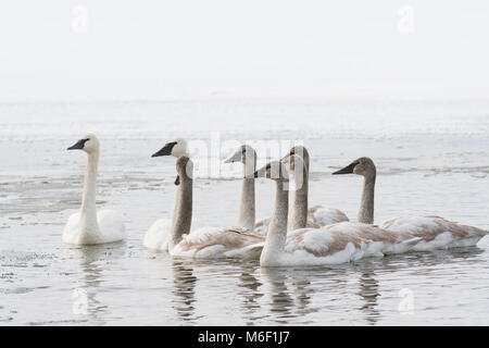 Trumpeter Swans (Cygnus buccinator), St. Croix River zwischen Minnesota und Wisconsin. Hudson, WI, USA, von Dominique Braud/Dembinsky Foto Assoc Stockfoto