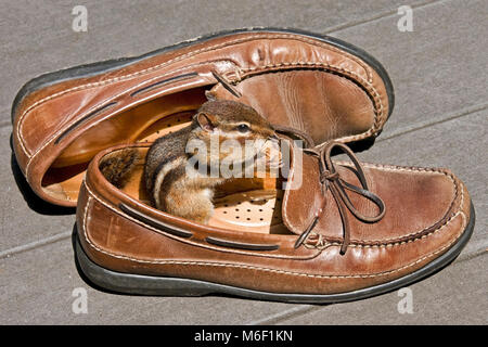 Östlichen Streifenhörnchen (Tamias striatus) essen Erdnuss im Schuh, E USA, durch Überspringen Moody/Dembinsky Foto Assoc Stockfoto