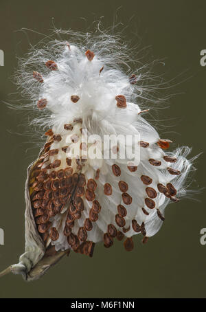 Common Milkweed Samenkapseln (Asclepias syriaca), seed Pod öffnen sich selbst zusammenzuzucken, E USA, durch Überspringen Moody/Dembinsky Foto Assoc Stockfoto