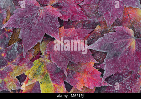 Frost auf Ahorn Blätter, durch Überspringen Moody/Dembinsky Foto Assoc Stockfoto