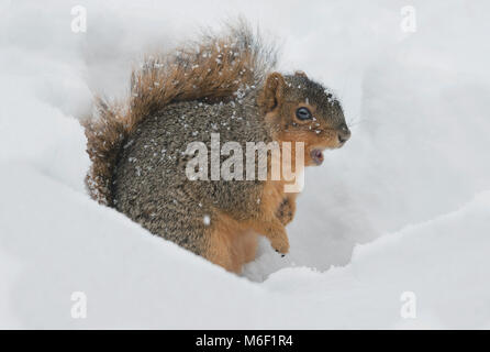 Fuchs Eichhörnchen (sciurus Niger), Winter, E USA von Skip Moody/Dembinsky Foto Assoc Stockfoto