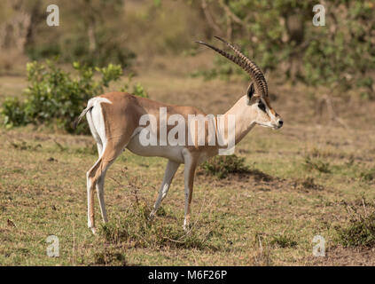 Grant es Gazelle Stockfoto