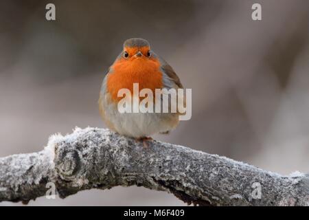 Europäische Robin (Erithacus Rubecula) fluffed warm zu halten, während auf einem grauen frosted Niederlassung an einem kalten Wintermorgen, Gloucestershire, Großbritannien Stockfoto