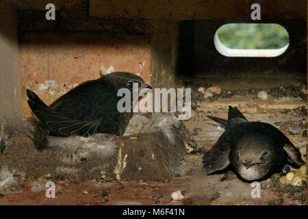 Ausgewachsene Küken Mauersegler (Apus apus) sitzen in einem Nest cup Warten von einem Elternteil, der gerade nach Nahrungssuche, Cambridge, Großbritannien zurückgekehrt ist, gefüttert zu werden. Stockfoto