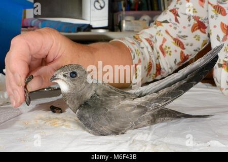 Küken verwaiste Mauersegler (Apus apus) Insektennahrung durch Judith Wakelam in Ihrem Haus angeboten wird, Worlington, Suffolk, Großbritannien, Juli. Stockfoto