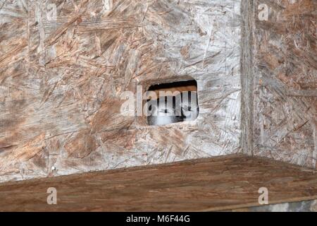 Zwei Küken Mauersegler (Apus apus), in der Nähe von Flügge, Peering aus einem Nest, Hilperton, Wiltshire, Großbritannien, Juli. Stockfoto